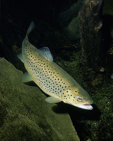 384px Salmo trutta